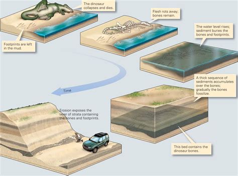 describe the process of fossilization.